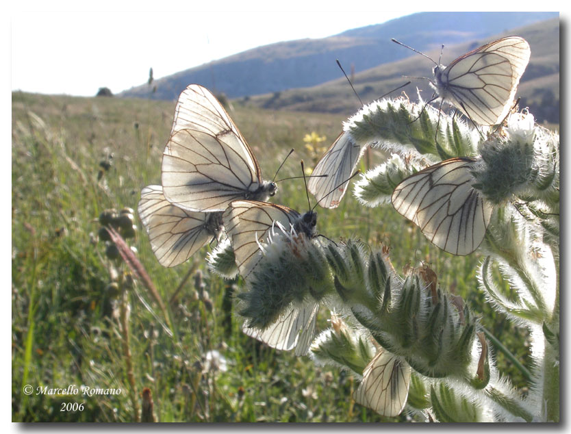 Gli istinti gregari dell''Aporia crataegi